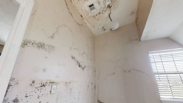 Best Mold Documentation for Insurance Claims  in Southgate, FL